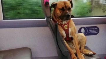 Imagen de la perra sola en un autobús de Reino Unido tras ser abandonada