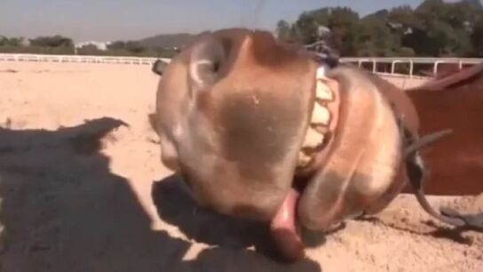 Imagen del caballo que se 'hace el muerto' cada vez que intentan montarlo