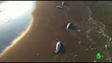 Investigan la aparición de decenas de lubinas muertas en la costa de Portmán
