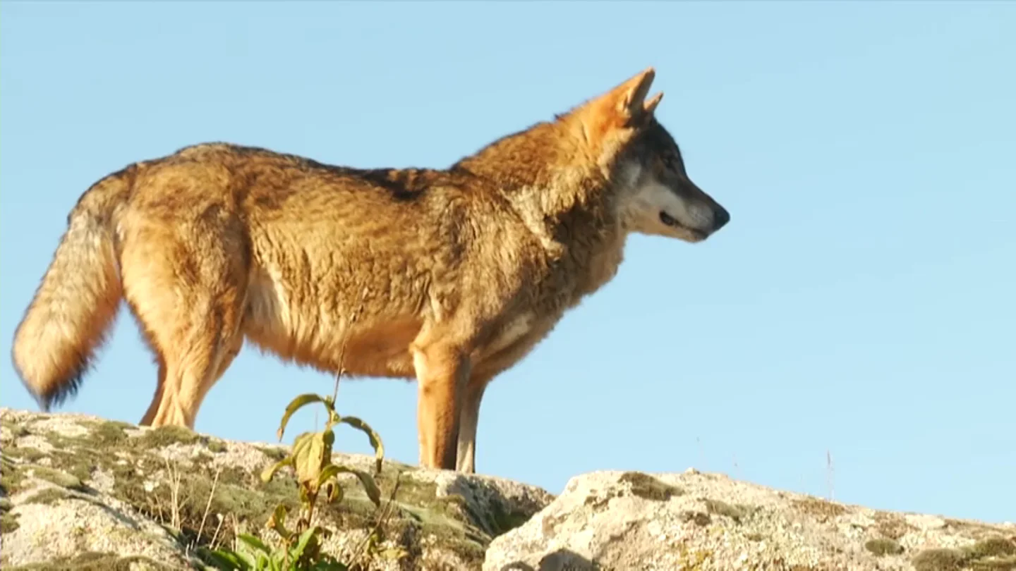 Polémica por la decisión de la Junta de Castilla y León: autoriza matar 339 lobos de los 2.500 que hay en toda España Polémica por la decisión de la Junta de Castilla y León: autoriza matar 339 lobos de los 2.500 que hay en toda España