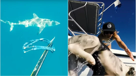 Un tiburón acecha a un perro en el mar Un tiburón acecha a un perro en el mar