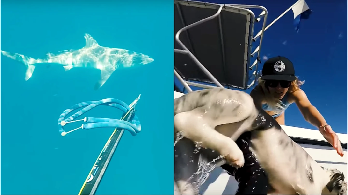 Un tiburón acecha a un perro en el mar Un tiburón acecha a un perro en el mar