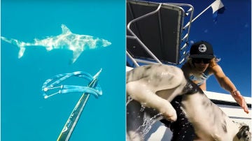 Un tiburón acecha a un perro en el mar
