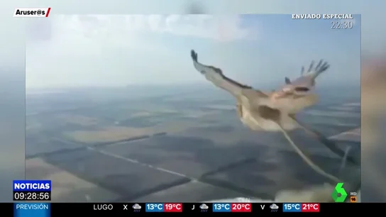 piloto piloto