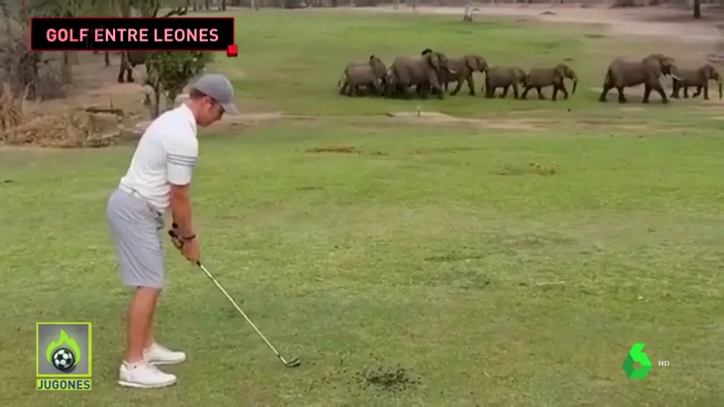 Así es el club de golf más salvaje del planeta: leones, hienas... Así es el club de golf más salvaje del planeta: leones, hienas...