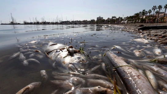Peces muertos en playas del Mar Menor, en la zona de Villananitos y La Puntica, San Pedro del Pinatar, (Murcia). Peces muertos en playas del Mar Menor, en la zona de Villananitos y La Puntica, San Pedro del Pinatar, (Murcia).