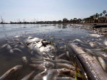 Peces muertos en playas del Mar Menor, en la zona de Villananitos y La Puntica, San Pedro del Pinatar, (Murcia). Peces muertos en playas del Mar Menor, en la zona de Villananitos y La Puntica, San Pedro del Pinatar, (Murcia).