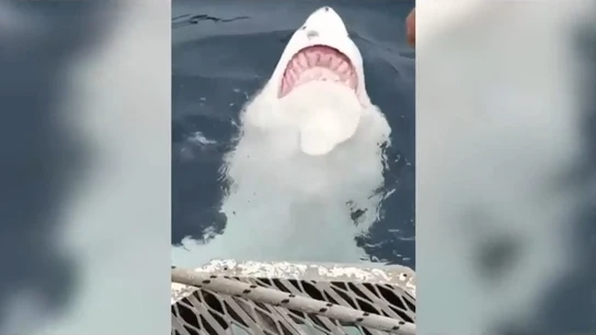 Graban a un tiburón blanco nadando de espaldas y mostrando sus dientes Graban a un tiburón blanco nadando de espaldas y mostrando sus dientes