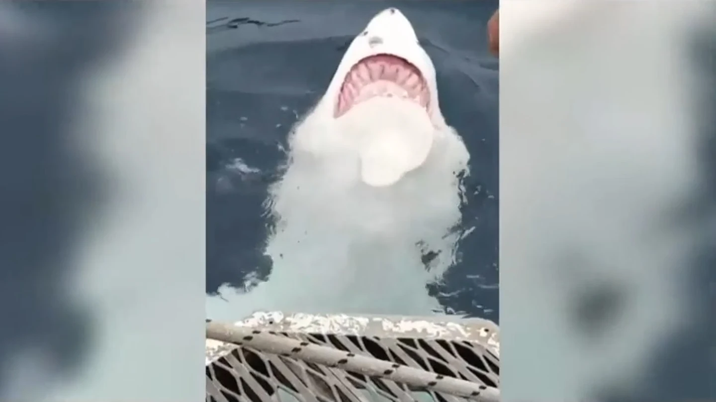 Graban a un tiburón blanco nadando de espaldas y mostrando sus dientes Graban a un tiburón blanco nadando de espaldas y mostrando sus dientes