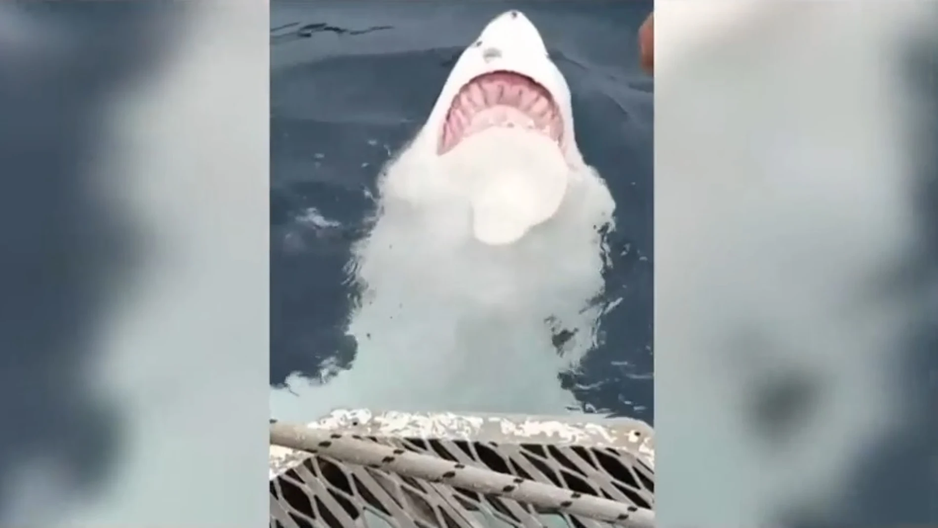 Graban a un tiburón blanco nadando de espaldas y mostrando sus dientes
