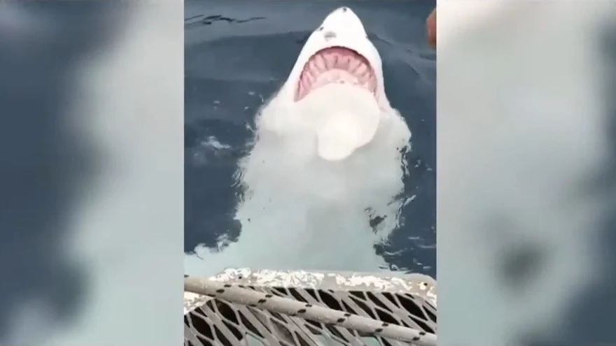 Graban a un tiburón blanco nadando de espaldas y mostrando sus dientes