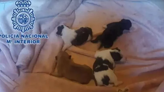 Imagen de los cachorros encontrados en un congelador en Gijón Imagen de los cachorros encontrados en un congelador en Gijón