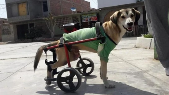 Imagen de Rocky, el perro al que robaron su silla de ruedas en Perú Imagen de Rocky, el perro al que robaron su silla de ruedas en Perú