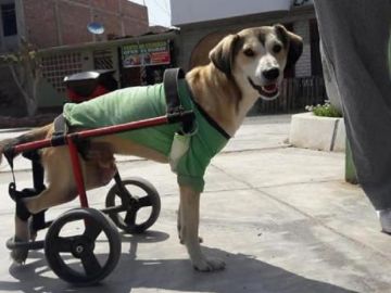 Imagen de Rocky, el perro al que robaron su silla de ruedas en Perú Imagen de Rocky, el perro al que robaron su silla de ruedas en Perú