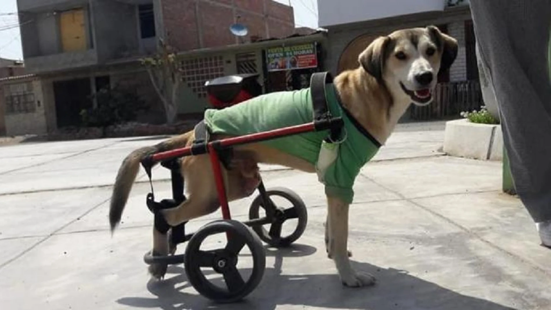 Imagen de Rocky, el perro al que robaron su silla de ruedas en Perú