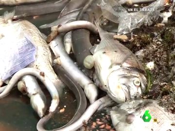 El Mar Menor agoniza: causas y consecuencias de una situación crítica para las aguas murcianas El Mar Menor agoniza: causas y consecuencias de una situación crítica para las aguas murcianas