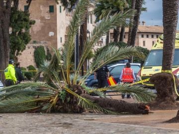 Muere una mujer en Mallorca tras caerle encima una palmera Muere una mujer en Mallorca tras caerle encima una palmera