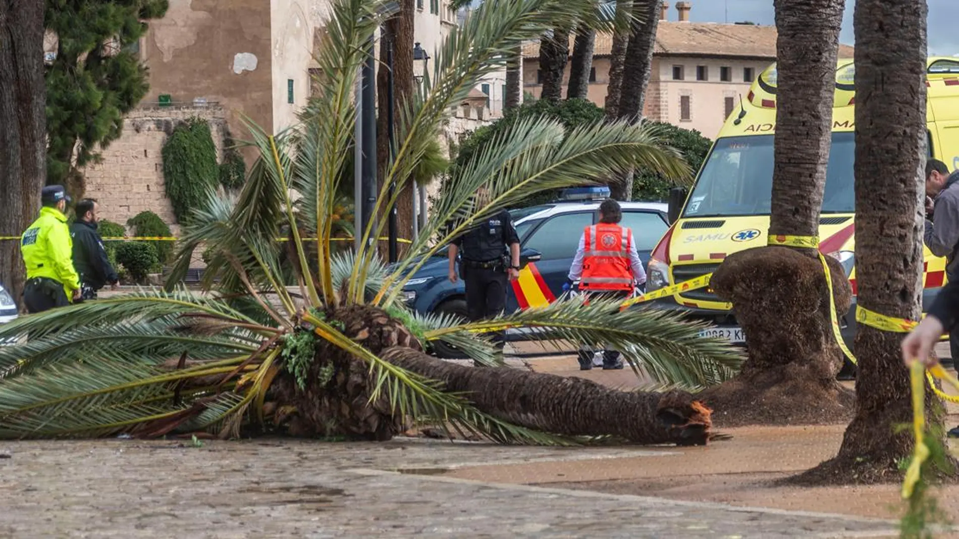 Muere una mujer en Mallorca tras caerle encima una palmera