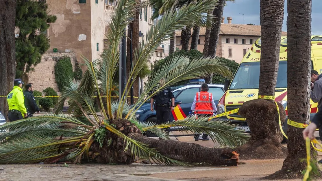 Muere una mujer en Mallorca tras caerle encima una palmera