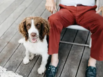 Perro y dueño Perro y dueño