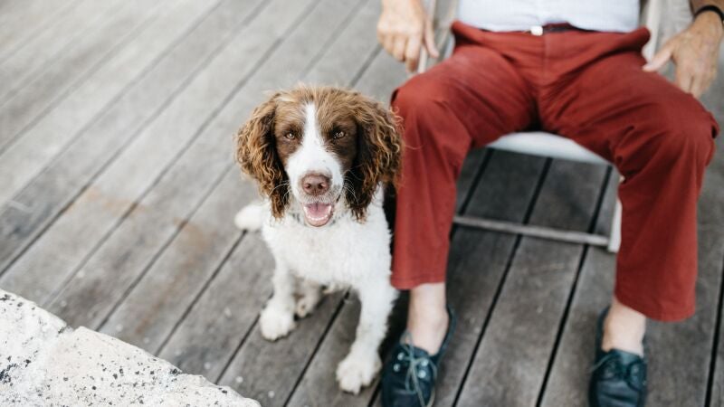 Estudian cómo alargar la esperanza de vida de los perros
