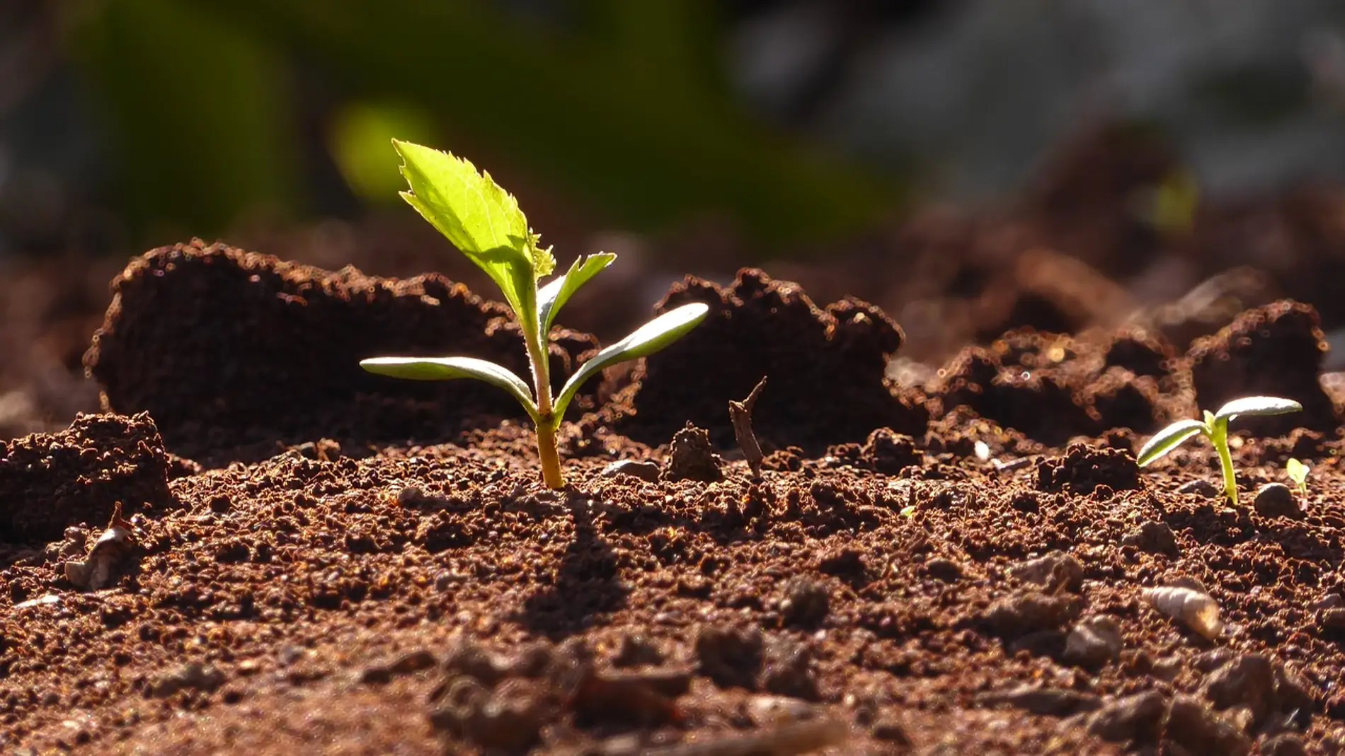 Los suelos y el cambio climático