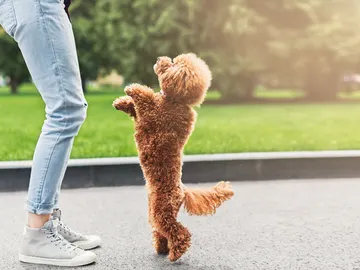 Un caniche toy y su dueño Un caniche toy y su dueño