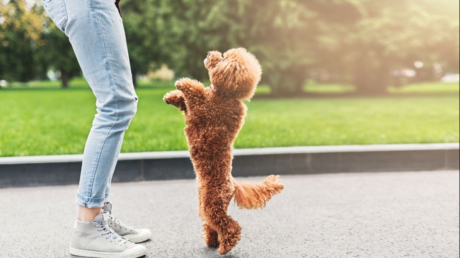 Un caniche toy y su due&ntilde;o