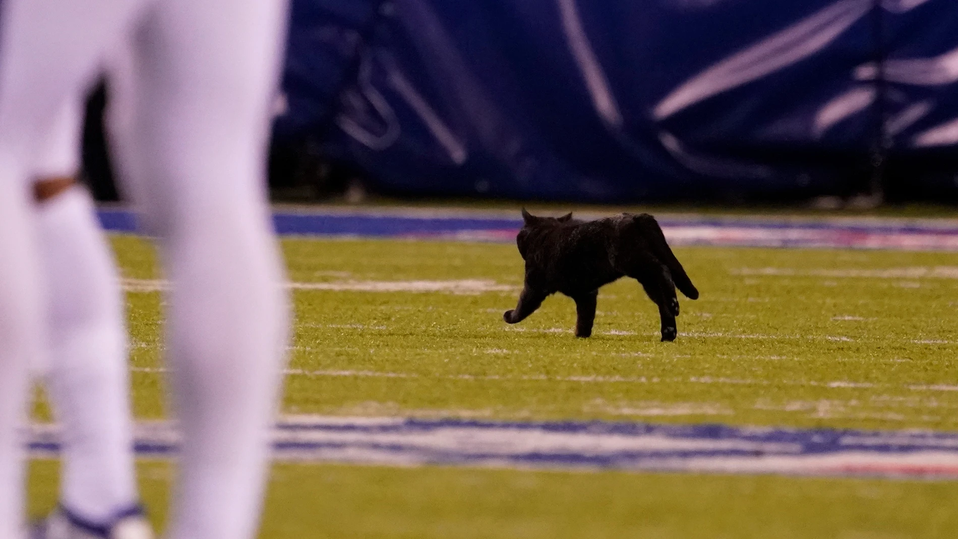 Un gato salta al campo en Nueva Jersey durante el Cowboys-Giants de la NFL