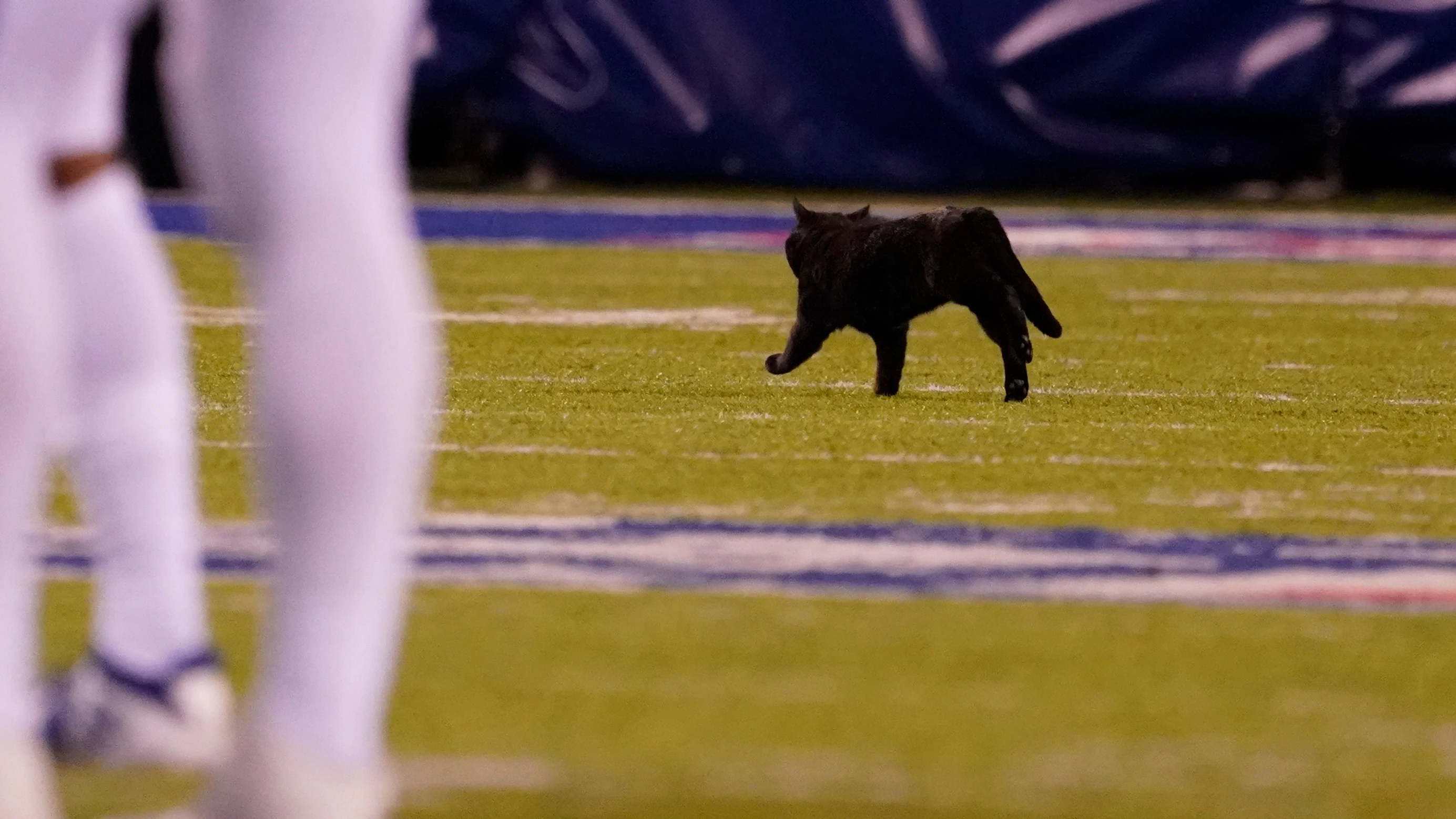 Un gato salta al campo en Nueva Jersey durante el Cowboys-Giants de la NFL