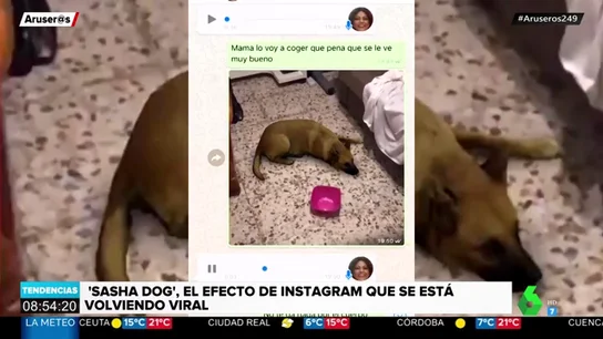 perro perro