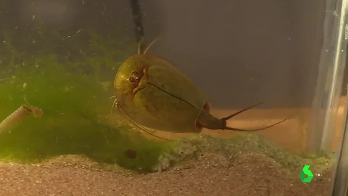 Un ejemplar de Triops Cancriformis