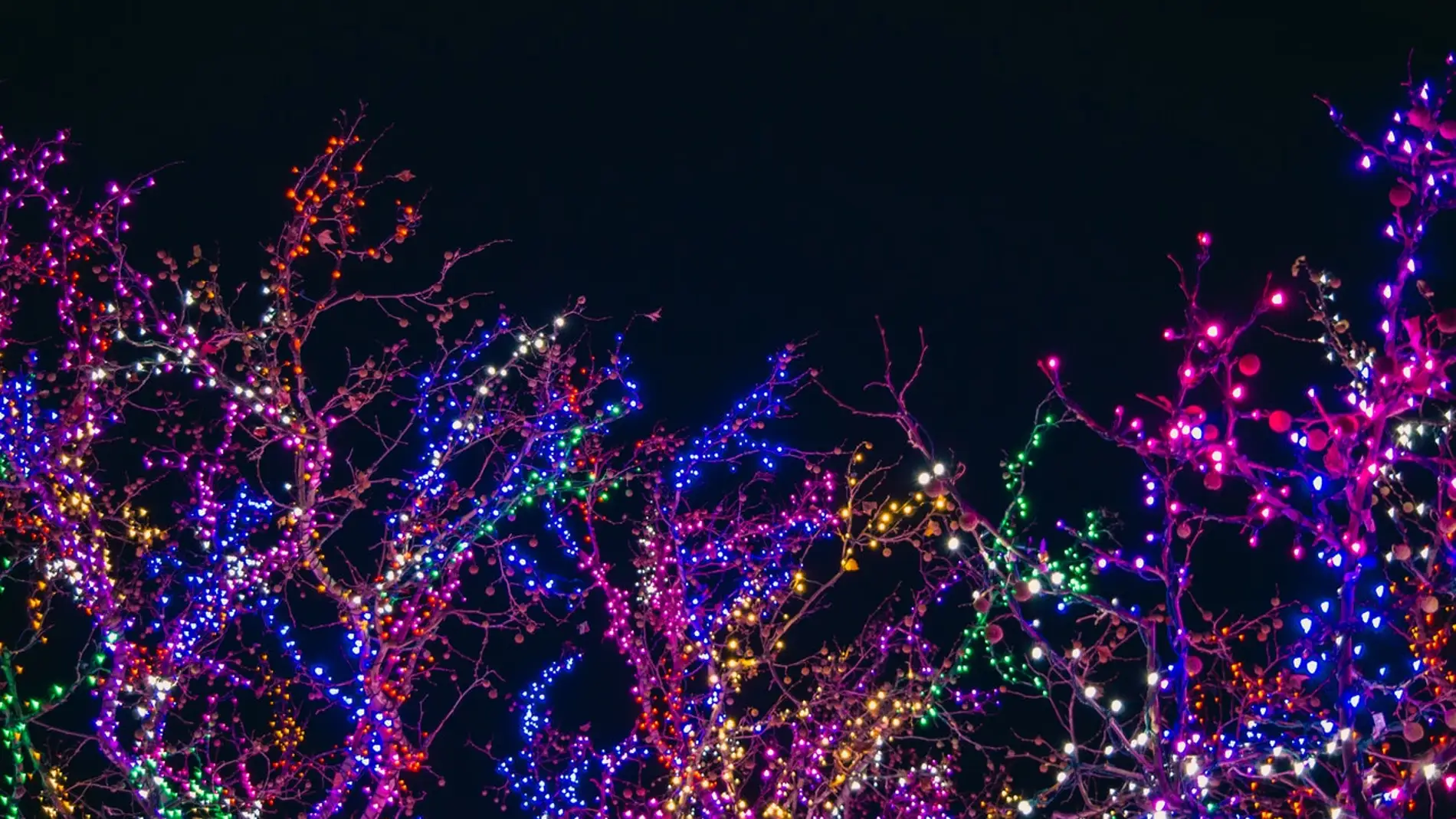 Encendido de luces de Navidad 2019