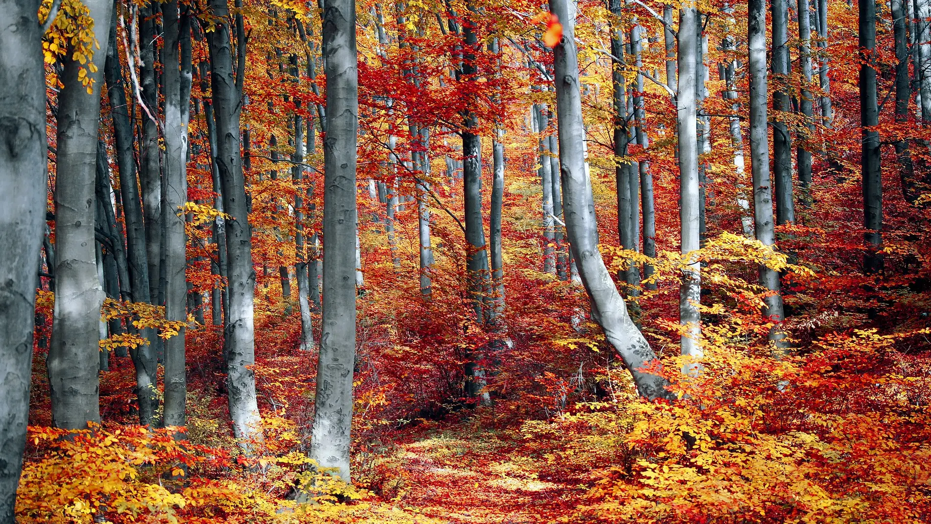 Los bosques retienen el carbono cada vez durante menos tiempo