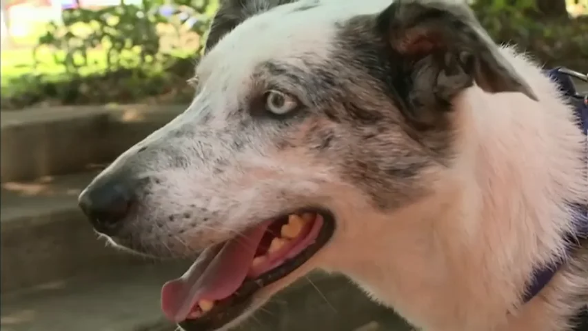 Bear, el perro que salva koalas de los incendios en Australia