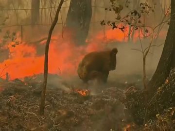 El estremecedor rescate a un koala quemado en los incendios de Australia El estremecedor rescate a un koala quemado en los incendios de Australia