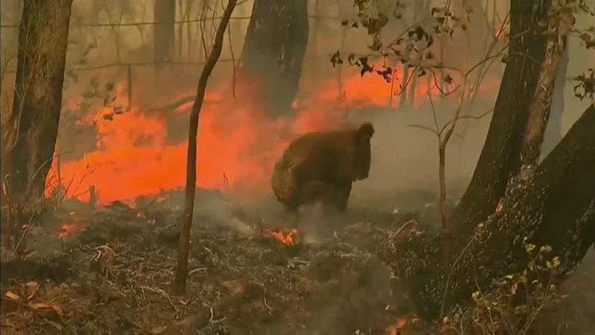 El estremecedor rescate a un koala quemado en los incendios de Australia