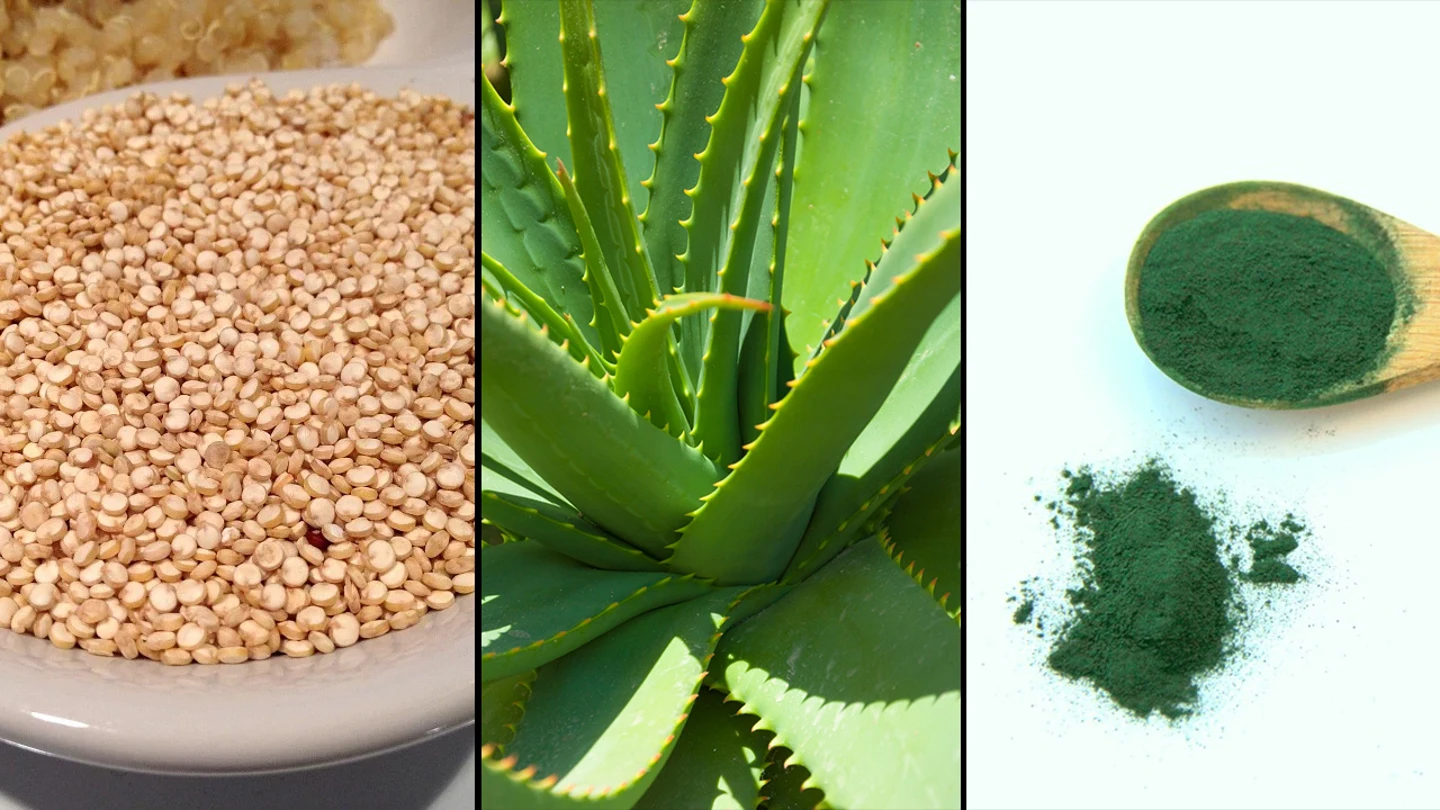 Quinoa, aloe vera y espirulina Quinoa, aloe vera y espirulina