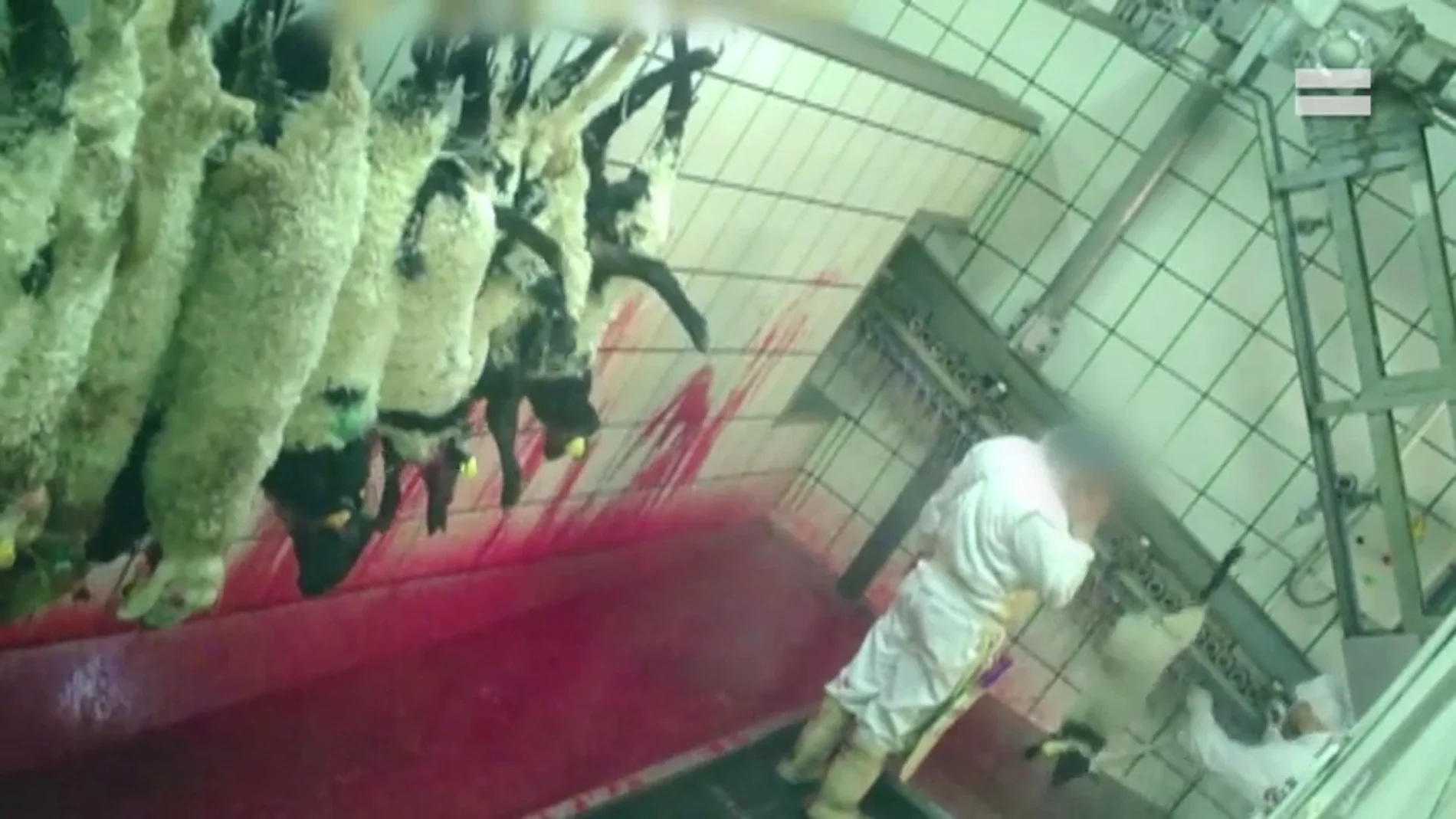 Imagen del maltrato animal en un matadero de Segovia