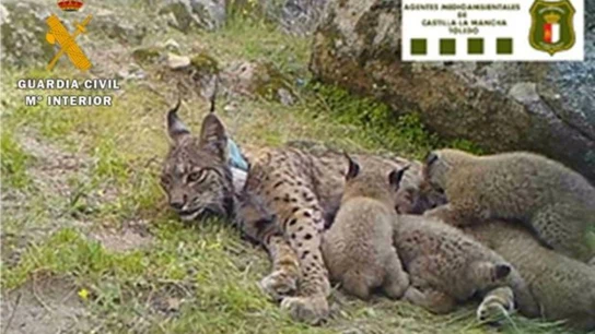 La lince Nenúfar con sus cuatro crías La lince Nenúfar con sus cuatro crías