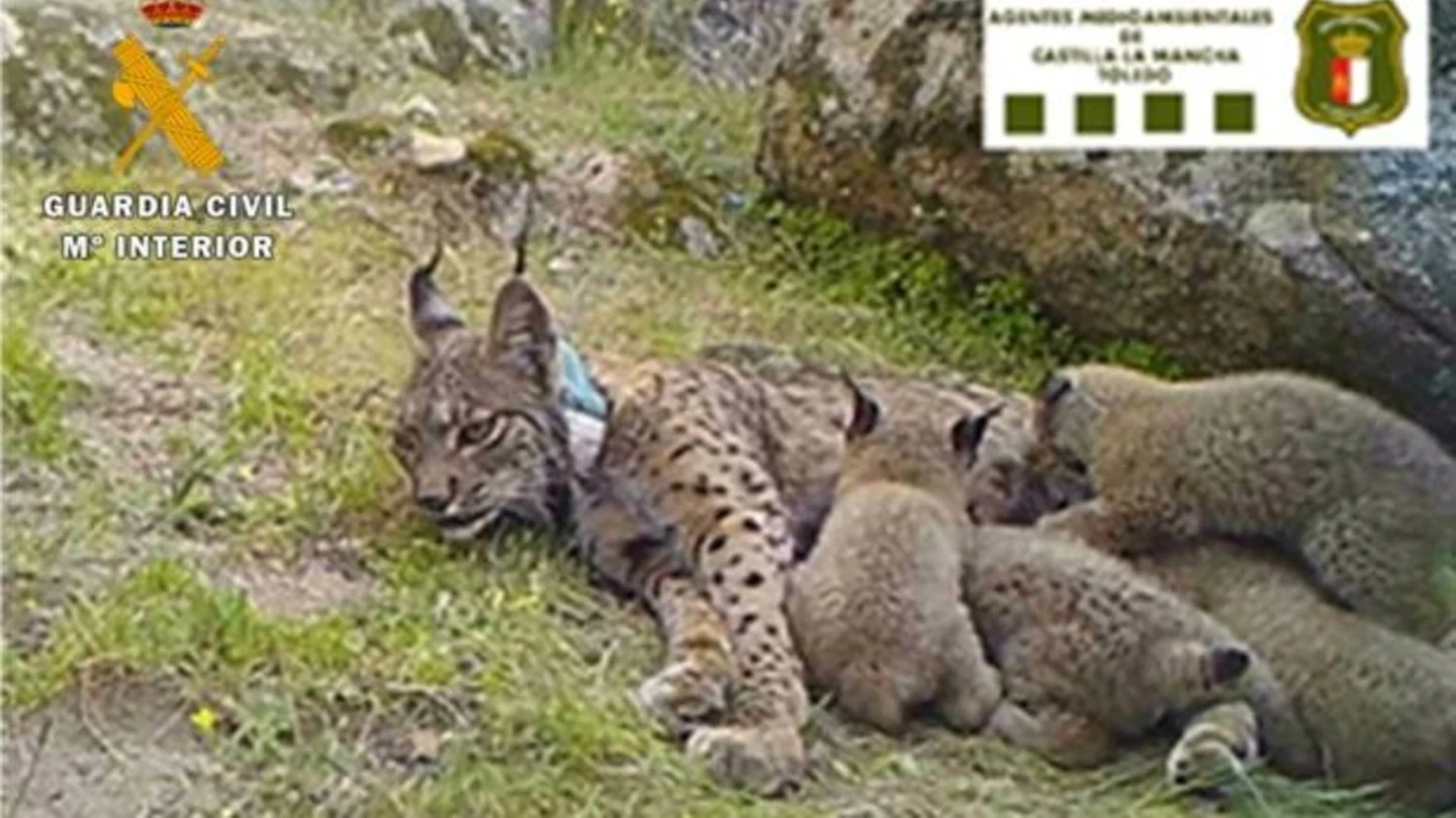 La lince Nenúfar con sus cuatro crías La lince Nenúfar con sus cuatro crías