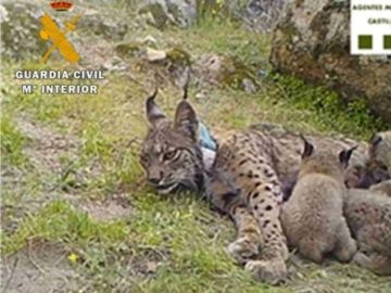 La lince Nenúfar con sus cuatro crías La lince Nenúfar con sus cuatro crías