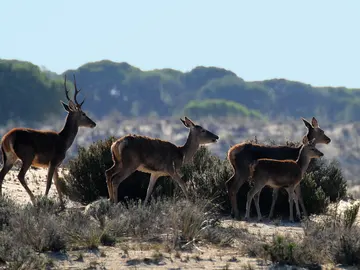 Doñana Doñana