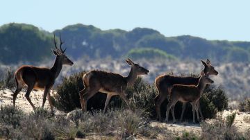Doñana