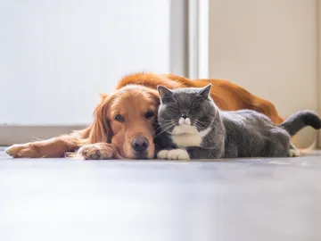 Perro y gato  Perro y gato