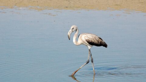 Doñana