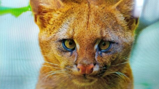 Tito, el puma yagouaroundi criado por Florencia