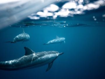 Cetáceos como delfines y ballenas pueden verse afectados por el ruido submarino provocado por los humanos