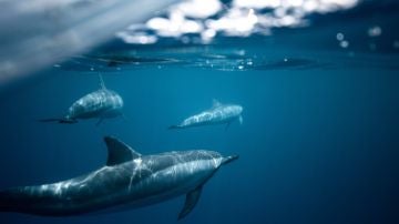 Cetáceos como delfines y ballenas pueden verse afectados por el ruido submarino provocado por los humanos