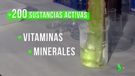 Los beneficios del aloe vera, un superalimento anticancerígeno y cargado de vitaminas Los beneficios del aloe vera, un superalimento anticancerígeno y cargado de vitaminas